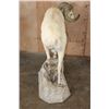 Image 11 : Life-sized DALL SHEEP Ram on a Rock Base with SCI Scored Paperwork
