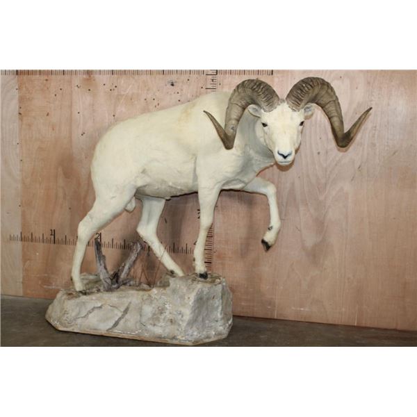 Life-sized DALL SHEEP Ram on a Rock Base with SCI Scored Paperwork