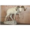 Image 1 : Life-sized DALL SHEEP Ram on a Rock Base with SCI Scored Paperwork