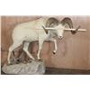 Image 4 : Life-sized DALL SHEEP Ram on a Rock Base with SCI Scored Paperwork