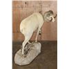 Image 6 : Life-sized DALL SHEEP Ram on a Rock Base with SCI Scored Paperwork