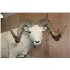 Image 7 : Life-sized DALL SHEEP Ram on a Rock Base with SCI Scored Paperwork