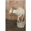 Image 8 : Life-sized DALL SHEEP Ram on a Rock Base with SCI Scored Paperwork