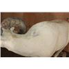 Image 9 : Life-sized DALL SHEEP Ram on a Rock Base with SCI Scored Paperwork