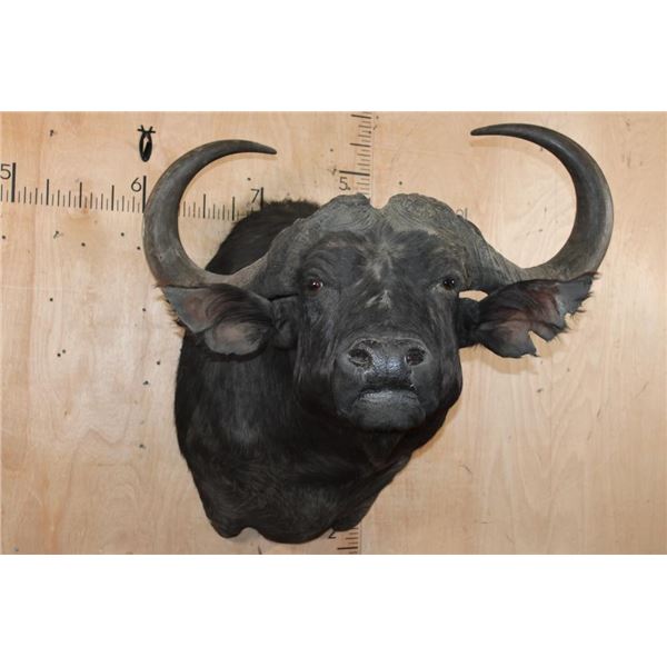 Massive "Daga Boy" CAPE BUFFALO Shoulder Mount
