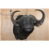 Image 1 : Massive "Daga Boy" CAPE BUFFALO Shoulder Mount