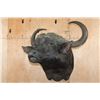 Image 2 : Massive "Daga Boy" CAPE BUFFALO Shoulder Mount