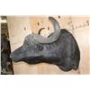Image 3 : Massive "Daga Boy" CAPE BUFFALO Shoulder Mount