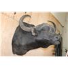 Image 4 : Massive "Daga Boy" CAPE BUFFALO Shoulder Mount