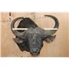 Image 5 : Massive "Daga Boy" CAPE BUFFALO Shoulder Mount
