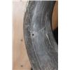 Image 6 : Massive "Daga Boy" CAPE BUFFALO Shoulder Mount