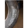 Image 7 : Massive "Daga Boy" CAPE BUFFALO Shoulder Mount