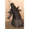 Image 8 : Massive "Daga Boy" CAPE BUFFALO Shoulder Mount