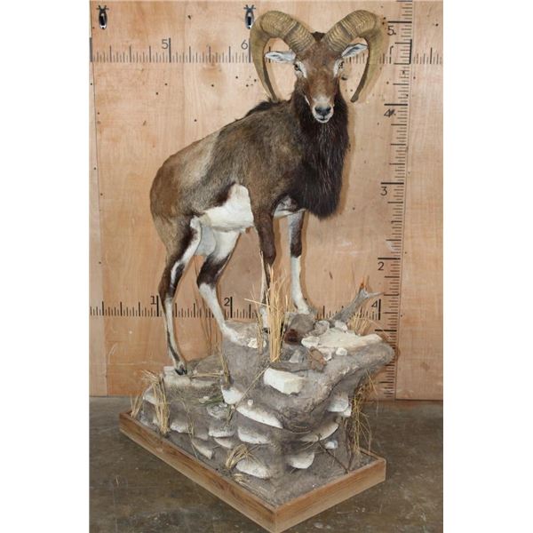 Life-sized MOUFLON Ram on a Decorative Rocky Base