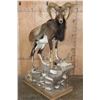 Image 1 : Life-sized MOUFLON Ram on a Decorative Rocky Base