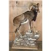 Image 2 : Life-sized MOUFLON Ram on a Decorative Rocky Base