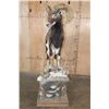Image 3 : Life-sized MOUFLON Ram on a Decorative Rocky Base
