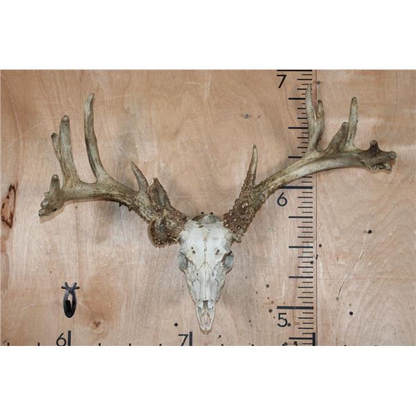 XXL 21-Point WHITETAIL DEER Skull