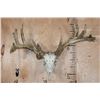 Image 1 : XXL 21-Point WHITETAIL DEER Skull