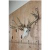 Image 2 : XXL 21-Point WHITETAIL DEER Skull