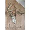 Image 3 : XXL 21-Point WHITETAIL DEER Skull