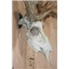Image 4 : XXL 21-Point WHITETAIL DEER Skull