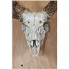 Image 5 : XXL 21-Point WHITETAIL DEER Skull