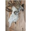 Image 6 : XXL 21-Point WHITETAIL DEER Skull