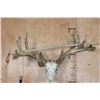 Image 7 : XXL 21-Point WHITETAIL DEER Skull