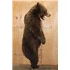 Image 11 : Big Life-sized Standing GRIZZLY BEAR or BROWN BEAR on Bolts with No Base
