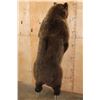 Image 12 : Big Life-sized Standing GRIZZLY BEAR or BROWN BEAR on Bolts with No Base