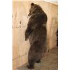 Image 13 : Big Life-sized Standing GRIZZLY BEAR or BROWN BEAR on Bolts with No Base