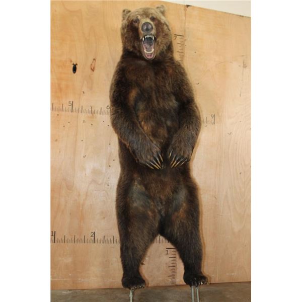 Big Life-sized Standing GRIZZLY BEAR or BROWN BEAR on Bolts with No Base