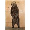 Image 2 : Big Life-sized Standing GRIZZLY BEAR or BROWN BEAR on Bolts with No Base