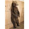 Image 4 : Big Life-sized Standing GRIZZLY BEAR or BROWN BEAR on Bolts with No Base