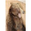 Image 5 : Big Life-sized Standing GRIZZLY BEAR or BROWN BEAR on Bolts with No Base