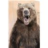 Image 6 : Big Life-sized Standing GRIZZLY BEAR or BROWN BEAR on Bolts with No Base