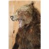 Image 7 : Big Life-sized Standing GRIZZLY BEAR or BROWN BEAR on Bolts with No Base