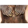 Image 8 : Big Life-sized Standing GRIZZLY BEAR or BROWN BEAR on Bolts with No Base