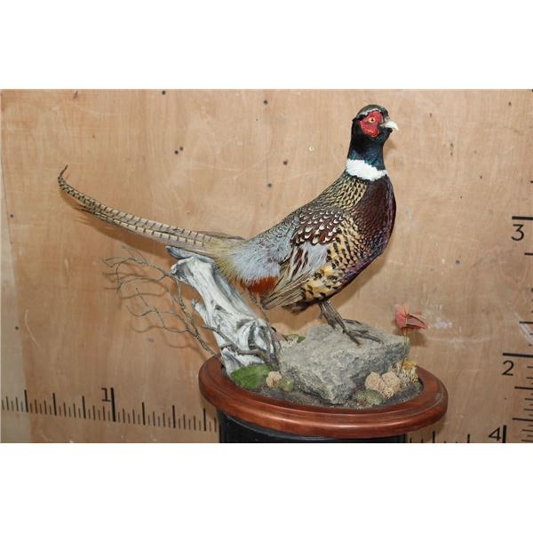 RING-NECKED PHEASANT on a Decorative Wood Plaque Base