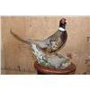 Image 1 : RING-NECKED PHEASANT on a Decorative Wood Plaque Base