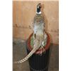 Image 5 : RING-NECKED PHEASANT on a Decorative Wood Plaque Base