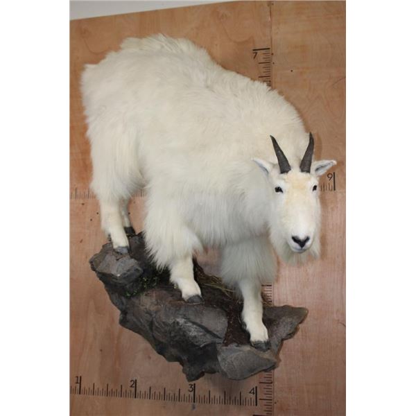 Big Life-sized MOUNTAIN GOAT on a Rock Wall Hanging Base