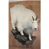 Image 1 : Big Life-sized MOUNTAIN GOAT on a Rock Wall Hanging Base
