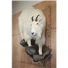 Image 2 : Big Life-sized MOUNTAIN GOAT on a Rock Wall Hanging Base