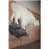 Image 3 : Big Life-sized MOUNTAIN GOAT on a Rock Wall Hanging Base