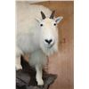 Image 4 : Big Life-sized MOUNTAIN GOAT on a Rock Wall Hanging Base