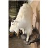 Image 6 : Big Life-sized MOUNTAIN GOAT on a Rock Wall Hanging Base