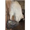 Image 7 : Big Life-sized MOUNTAIN GOAT on a Rock Wall Hanging Base