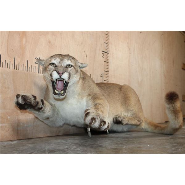 Life-sized "Laying" MOUNTAIN LION on 2 Bolts with No Base